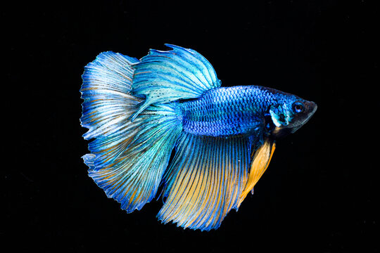 blue and white betta fish