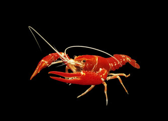 A colorful crayfish shrimp (crawfish, crawdads, freshwater lobsters, mudbugs or yabbies) on isolated  black background. Procambalus clarkii is freshwater crustaceans.