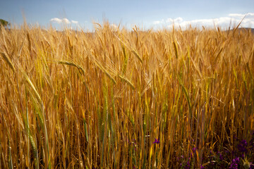 Farming. Wheat field in summer.