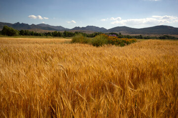 Obraz premium Farming. Wheat field in summer.