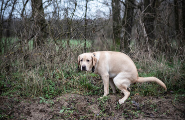 Labrador Retriever poop in the park