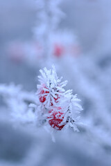 Hochformat: Eine rote Hagebutte im Strauch einer Heckenrose (lat. Rosa canina) mit Raureif und...