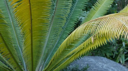 Cycad fern leaves in forest, California USA. Green fresh juicy natural botanical leafage. Encephalartos or zamiaceae dioon palm lush foliage. Tropical jungle rainforest woods atmosphere garden design.