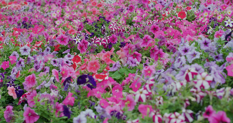 Obraz na płótnie Canvas Flower field with pink and purple colour