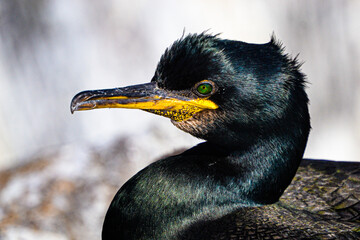 A Shag or Cormorant close up