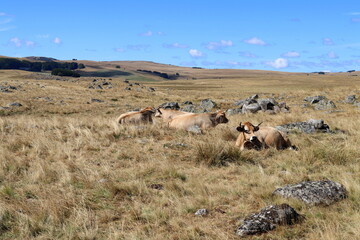 plateau de l'Aubrac en été