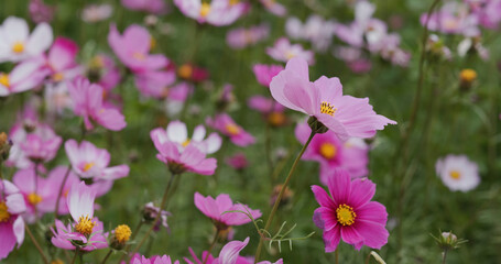 Fototapeta premium Beautiful cosmos flower garden farm