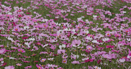 Cosmos flower garden farm meadow