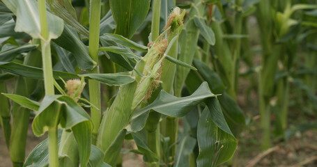 Corn maize agriculture nature field