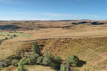 Naklejka premium plateau de l'Aubrac en été
