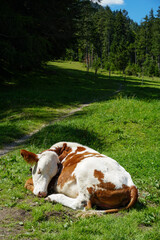 Fototapeta na wymiar Schlafende Kuh auf einer Weide in Tirol, Österreich