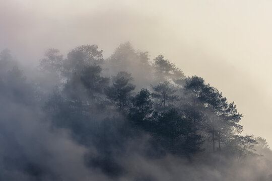 fog in the mountains