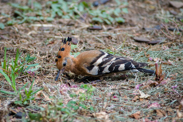 Eurasian hoopoe