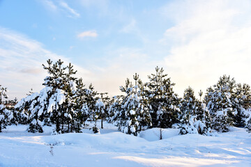 Fototapeta na wymiar Pine and fir forest covered with snow after strong snowfall. Green pine trees in the snow in winter on background of sunset and blue sky. Awesome winter landscape. Snow-covered tree in the wild forest