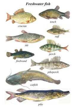 river fish