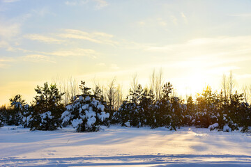 Pine and fir forest covered with snow after strong snowfall. Green pine trees in the snow in winter on background of sunset and blue sky. Awesome winter landscape. Snow-covered tree in the wild forest