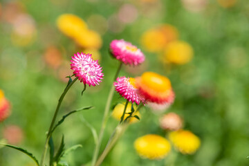 A closeup of straw flower or helichrysum bracteatum flowers on blurred background. Selective focus
