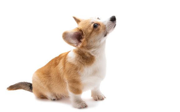 Welsh Corgi Puppy Isolated