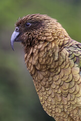 Bergpapgei (Kea) in Neuseeland