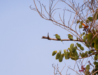 Birds of Nature!