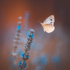 farfalla bianca in volo tra fiori di lavanda