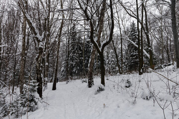 Park Śląski pokryty śniegiem.