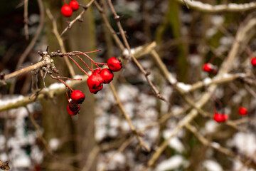 red small round berries on a thin brown tree branch