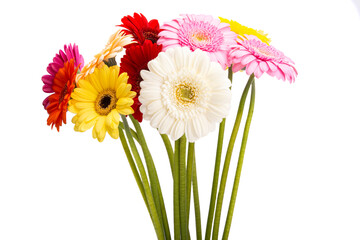 gerbera flower isolated