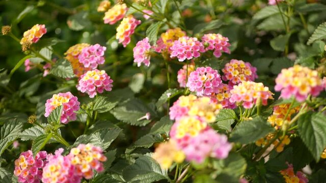 Lantara camara yellow pink flower in garden California USA. Umbelanterna springtime pure colorful bloom, romantic botanical atmosphere, delicate tender blossom. Spring light colors. Fresh calm morning