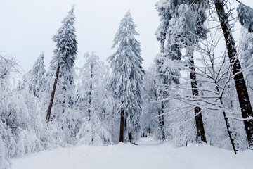Pine trees in forest covered with snow on frosty evening. Beautiful stunning winter panorama, winterwonderland. Germany, Hesse, Hoherodskodskopf