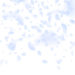 Light blue flower petals falling down. Ecstatic romantic flowers gradient. Flying petal on white square background. Love, romance concept. Classic wedding invitation.