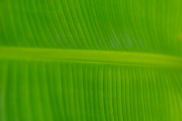 Banana leaf texture with natural green background.