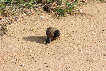 Obraz premium Dung beetles rolling a dung ball
