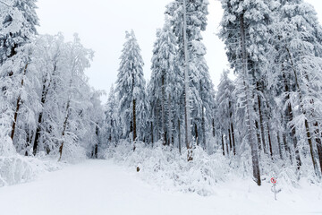 Pine trees in forest covered with snow on frosty evening. Beautiful stunning winter panorama, winterwonderland. Germany, Hesse, Hoherodskodskopf
