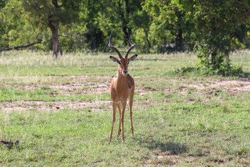 Impala antelope in the Savanna