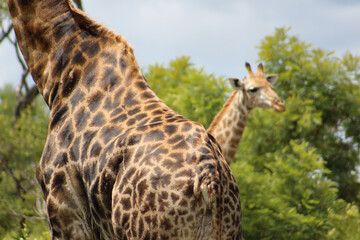 Close up of a giraffe in the wild