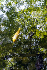 新緑が反射する池を泳ぐ鯉