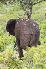 Fototapeta premium Elephant walking in the bush