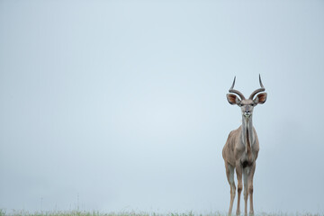Kudu - obrazy, fototapety, plakaty