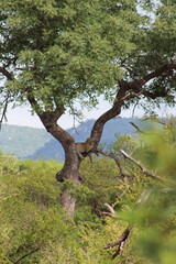 Leopard resting in a tree