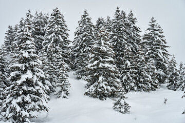 Firs under the snow