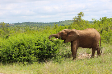 Fototapeta na wymiar elephant eating in the wild