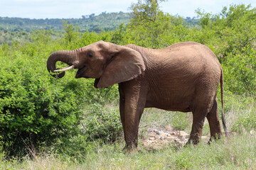 African elephant eating in the Kruger national park