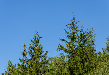 tree tops on blue sky