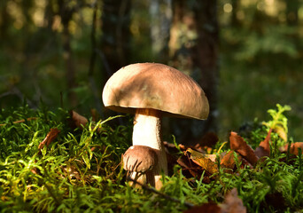 Two porcini white mushrooms, large and small, grow in the forest against a background of green grass. Bolete mushroom in wildlife in of sunbeams. Mushrooming harvesting season.