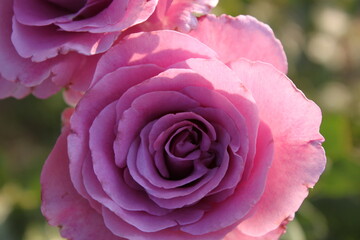 pink rose in garden closeup