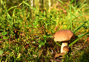 Two porcini white mushrooms, large and small, grow in the forest against a background of green grass. Bolete mushroom in wildlife in of sunbeams. Mushrooming harvesting season.