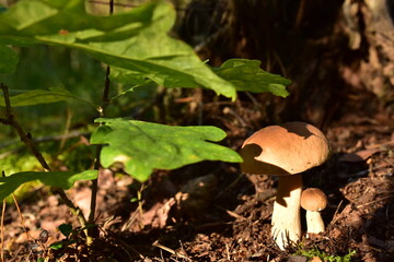 Two porcini white mushrooms, large and small, grow in the forest against a background of green grass. Bolete mushroom in wildlife in of sunbeams. Mushrooming harvesting season.