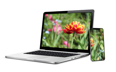 Modern laptop computer with smartphone isolated on white. Tulip flowers on the devices screen