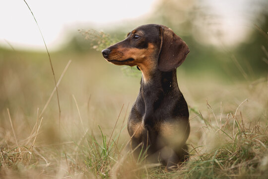 Aufmerksamer Mini-Zwergdackel in der Natur - Rotbrauner Dachshund im Feld